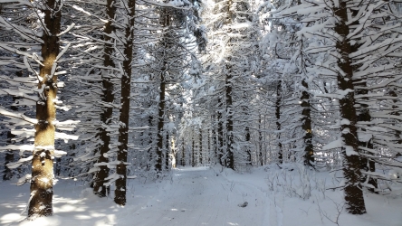 Picture of Snow On Trees